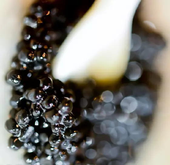 caviar pasion degustar