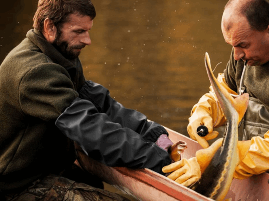 produccion antonius caviar